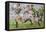 Rugby Match: Harlequins v Northampton, 1992-Gareth Lloyd Ball-Framed Premier Image Canvas