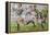 Rugby Match: Harlequins v Northampton, 1992-Gareth Lloyd Ball-Framed Premier Image Canvas