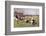 Rugby Try Scored 1897-Ernest Prater-Framed Photographic Print