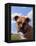 Rugger-James W. Johnson-Framed Premier Image Canvas