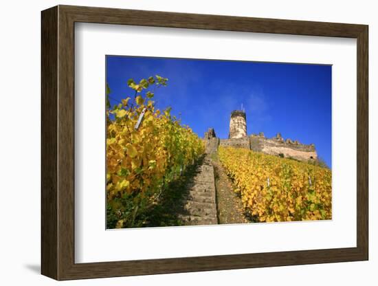 Ruin FŸrstenberg Castle Above the Town Rheindiebach in the Midst of Autumn-Coloured Vineyards-Uwe Steffens-Framed Photographic Print