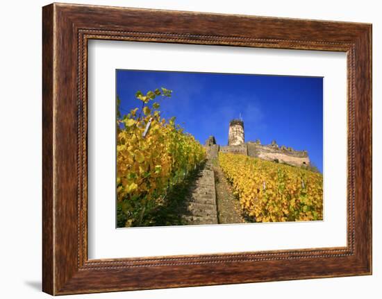 Ruin FŸrstenberg Castle Above the Town Rheindiebach in the Midst of Autumn-Coloured Vineyards-Uwe Steffens-Framed Photographic Print