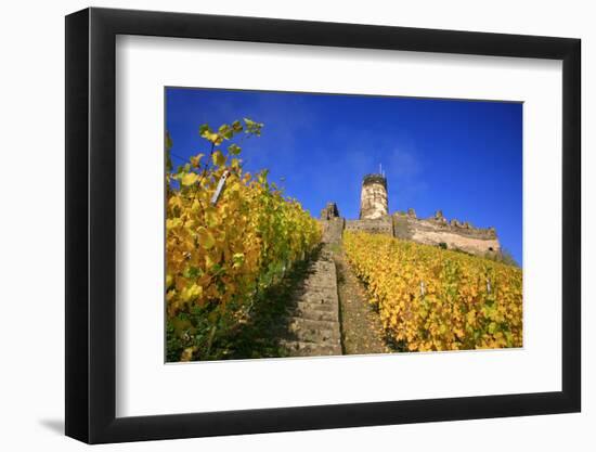 Ruin FŸrstenberg Castle Above the Town Rheindiebach in the Midst of Autumn-Coloured Vineyards-Uwe Steffens-Framed Photographic Print