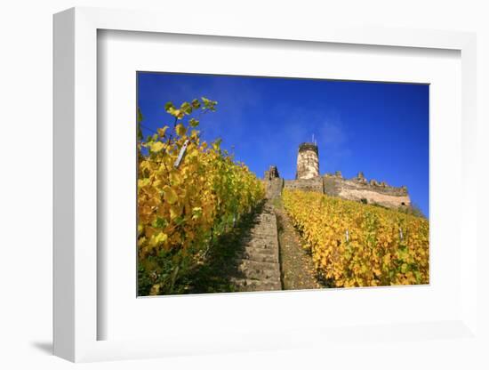 Ruin FŸrstenberg Castle Above the Town Rheindiebach in the Midst of Autumn-Coloured Vineyards-Uwe Steffens-Framed Photographic Print