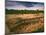 Ruins of Cliff Palace Built by Pueblo Indians, Mesa Verde National Park, Colorado, USA-Dennis Flaherty-Mounted Photographic Print