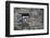 Ruins of Norse Church in Hvalsey-null-Framed Photographic Print