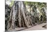 Ruins of the Ta Prohm Temple, Angkor, UNESCO World Heritage Site, Cambodia, Indochina-Yadid Levy-Mounted Photographic Print