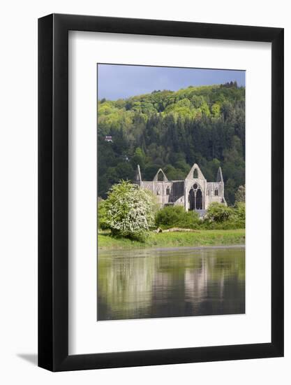 Ruins of Tintern Abbey by the River Wye, Tintern, Wye Valley, Monmouthshire, Wales, United Kingdom-Stuart Black-Framed Photographic Print