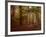 Ruins Portal-Irene Suchocki-Framed Photographic Print