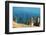 Ruins Underwater of Roman Houses, Les Aiguilles, Tabarka, Tunisia, North Africa-Nico Tondini-Framed Photographic Print