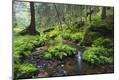 Photographic Print