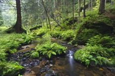 Ferns Growing on Rocks by the Krinice River, Kyov, Bohemian Switzerland Np, Czech Republic-Ruiz-Framed Premier Image Canvas