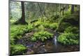 Photographic Print