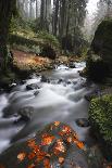 Krinice River Flowing Past Large Rocks in Forest, Kyov, Ceske Svycarsko, Czech Republic, November-Ruiz-Framed Photographic Print