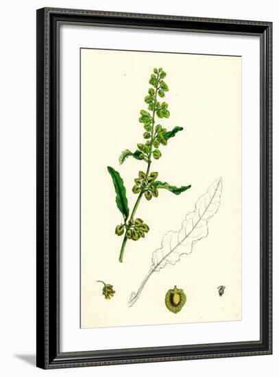 Rumex Crispus Curled Dock-null-Framed Giclee Print