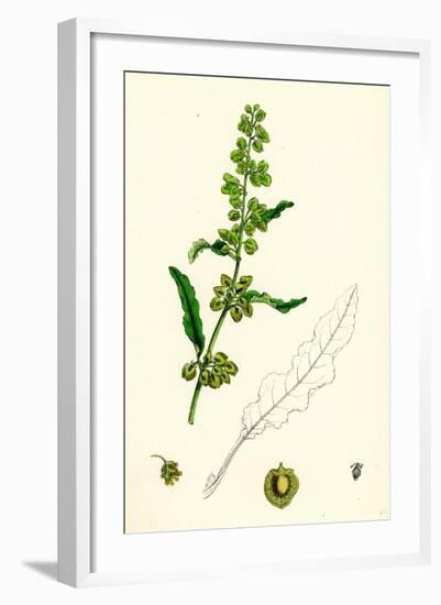 Rumex Crispus Curled Dock-null-Framed Giclee Print