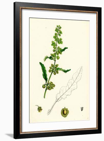 Rumex Crispus Curled Dock-null-Framed Giclee Print