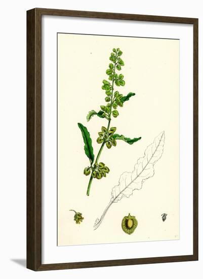 Rumex Crispus Curled Dock-null-Framed Giclee Print