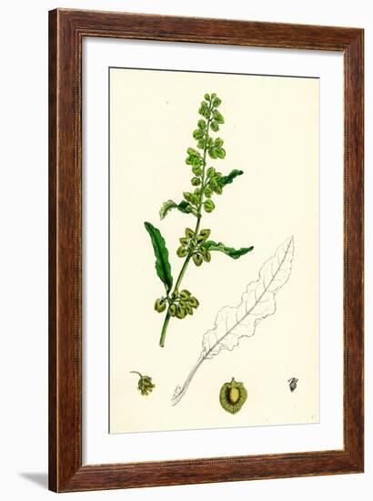 Rumex Crispus Curled Dock-null-Framed Giclee Print