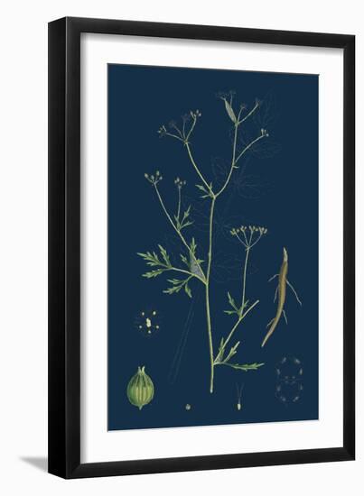 Rumex Scutatus; French Sorrel-null-Framed Giclee Print