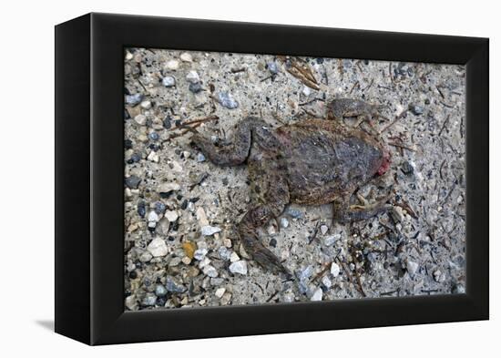 Run over Dead Midwife Toad-Klaus Scholz-Framed Premier Image Canvas