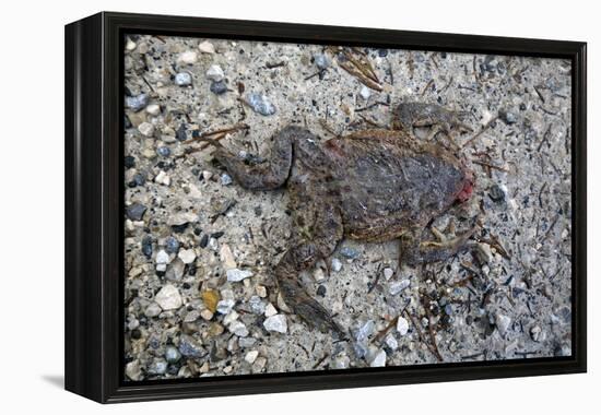 Run over Dead Midwife Toad-Klaus Scholz-Framed Premier Image Canvas