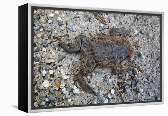 Run over Dead Midwife Toad-Klaus Scholz-Framed Premier Image Canvas