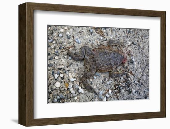 Run over Dead Midwife Toad-Klaus Scholz-Framed Photographic Print