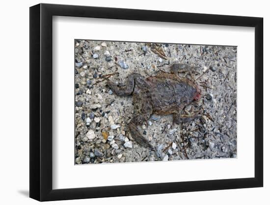 Run over Dead Midwife Toad-Klaus Scholz-Framed Photographic Print