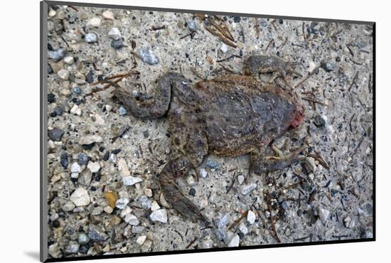Run over Dead Midwife Toad-Klaus Scholz-Mounted Photographic Print