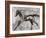 Run Pony-Jodi Maas-Framed Giclee Print