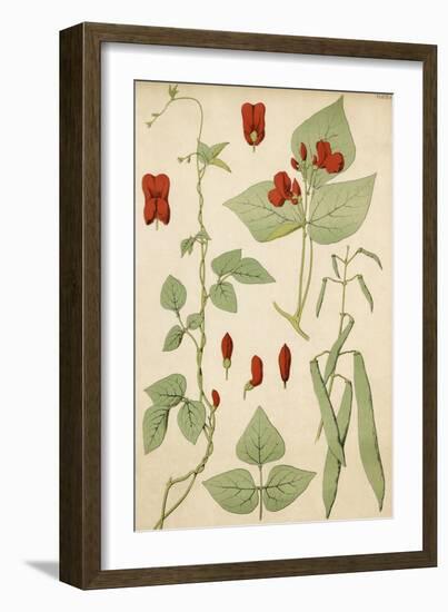 Runner Beans 19C-null-Framed Art Print