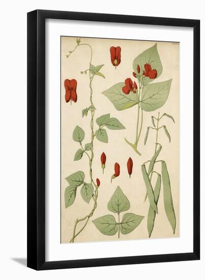 Runner Beans 19C-null-Framed Art Print