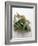 Runner Beans-David Munns-Framed Photographic Print