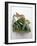 Runner Beans-David Munns-Framed Photographic Print