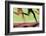 Runners Legs in Motion (Blurred Motion)-Peter Skinner-Framed Photographic Print