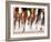 Runners Legs Splashing Through Water Jump of Track and Field Steeplechase Race, Sydney, Australia-Paul Sutton-Framed Photographic Print