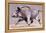 Running Boar, 1999-Mark Adlington-Framed Premier Image Canvas