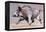 Running Boar, 1999-Mark Adlington-Framed Premier Image Canvas