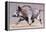 Running Boar, 1999-Mark Adlington-Framed Premier Image Canvas