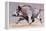 Running Boar, 1999-Mark Adlington-Framed Premier Image Canvas