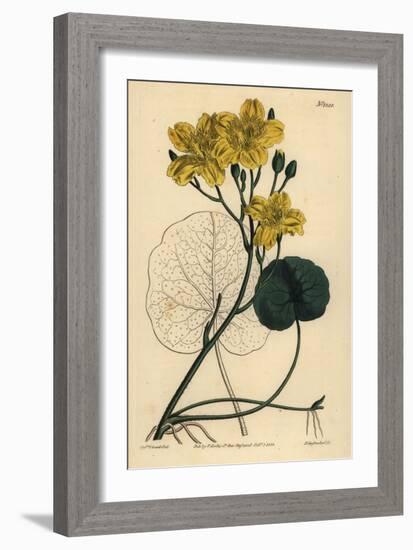 Running Buck Bean, Menyanthes Sarmentosa-Sydenham Teast Edwards-Framed Giclee Print