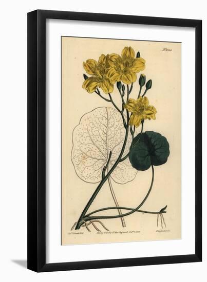 Running Buck Bean, Menyanthes Sarmentosa-Sydenham Teast Edwards-Framed Giclee Print