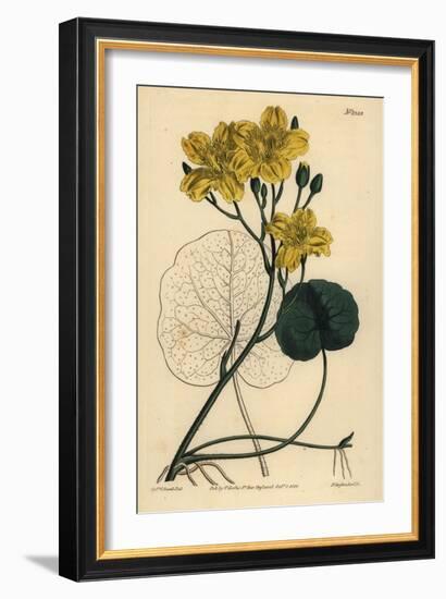 Running Buck Bean, Menyanthes Sarmentosa-Sydenham Teast Edwards-Framed Giclee Print