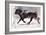 Running Bull, 2022, (charcoal and pastel on paper)-Mark Adlington-Framed Giclee Print