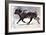 Running Bull, 2022, (charcoal and pastel on paper)-Mark Adlington-Framed Giclee Print