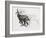 Running Chamois-Mark Adlington-Framed Giclee Print