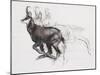 Running Chamois-Mark Adlington-Mounted Giclee Print