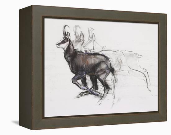 Running Chamois-Mark Adlington-Framed Premier Image Canvas