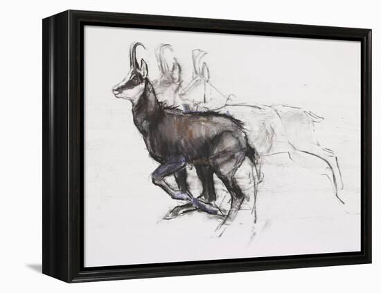 Running Chamois-Mark Adlington-Framed Premier Image Canvas